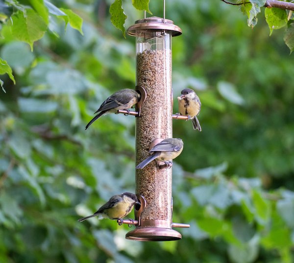Great tit birds eating at a feeder.
