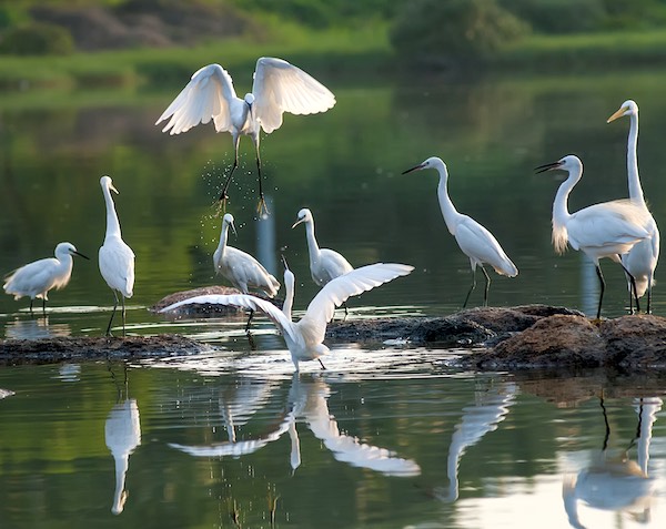 Egrets gathered at a lake.
