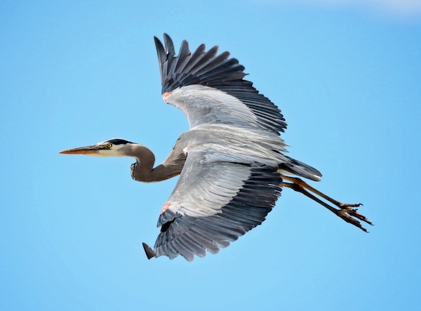 Great blue heron in flight with "S" shaped neck.