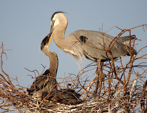 Great blue heron feeding chick.