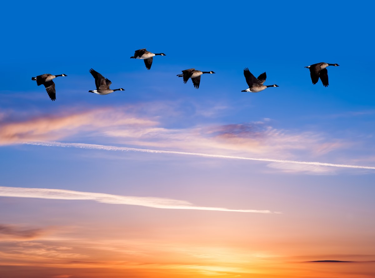 Canada Geese migrating at sunset