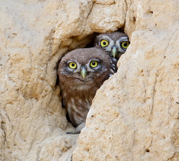 Burrowing owl chicks peaking out of a hole in the rocks.