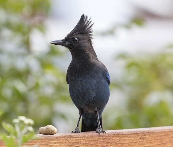 Steller's Jay with a peanut nearby.