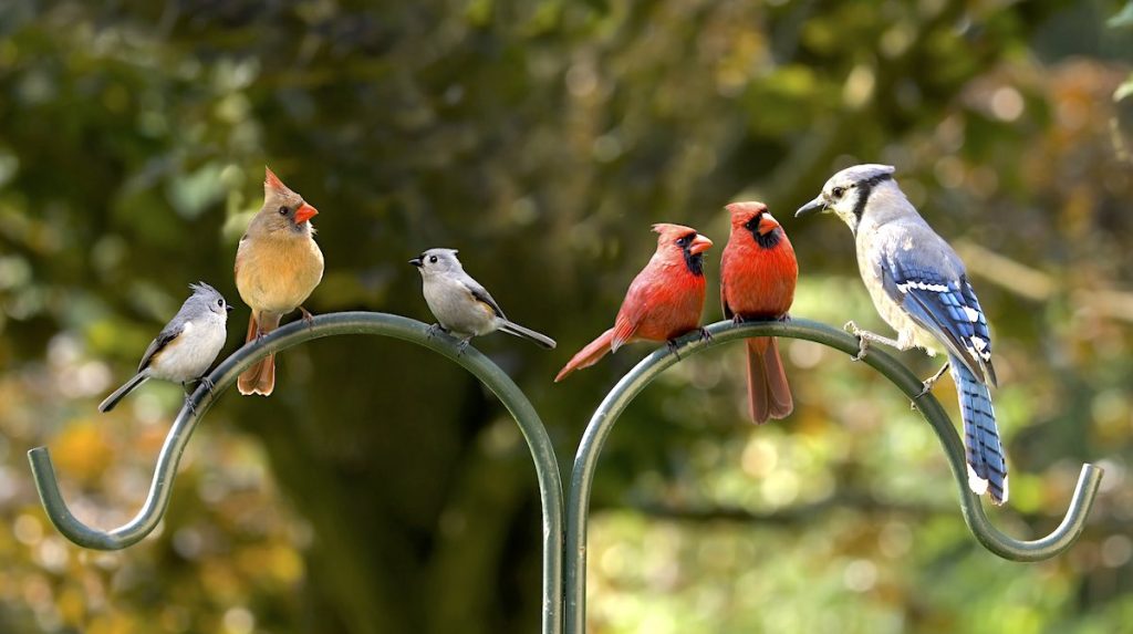 A group of backyard birds in Maine on a perch.