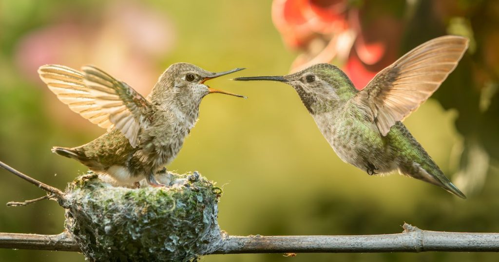 Sharp photo of baby hummingbird and mother.