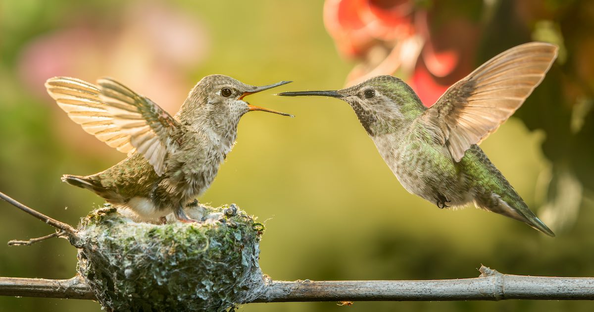 Sharp photo of baby hummingbird and mother.