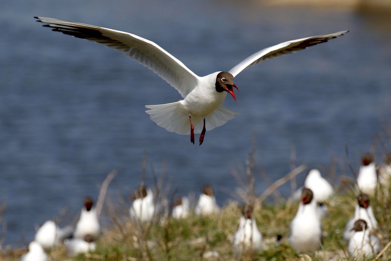 Black-headed gull in flight with beak open.