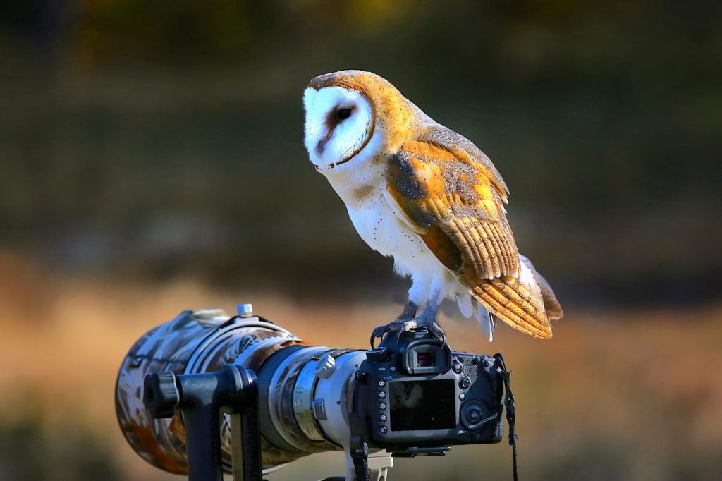 Barn owl perching on a camera