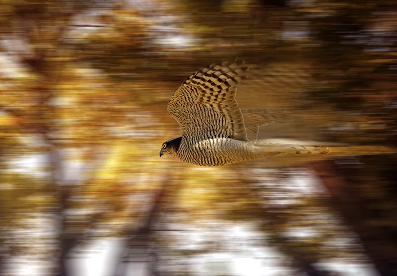 Creative motion blur iamge of hawk in flight.