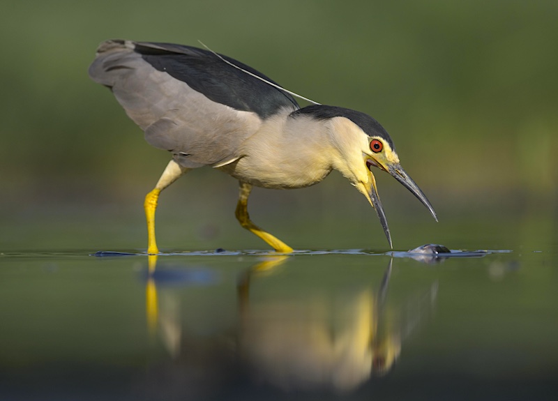 Black-crowned Night Heron catching a fish.