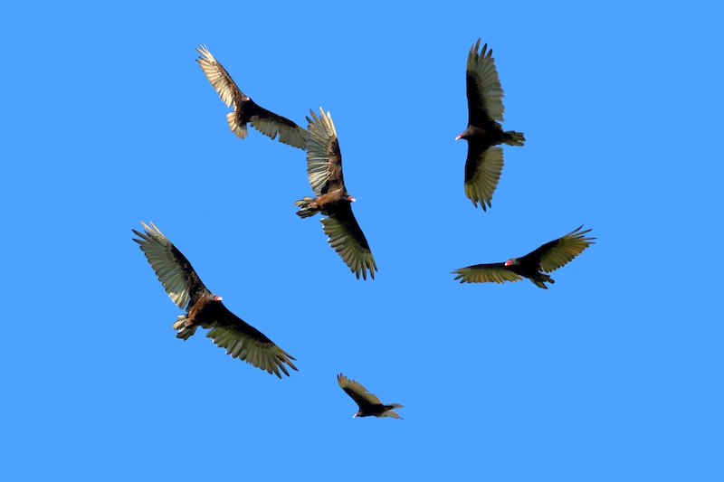 A kettle of Turkey Vultures.