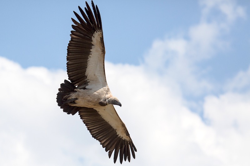 Cape Vulture (Gyps coprotheres) soaring.
