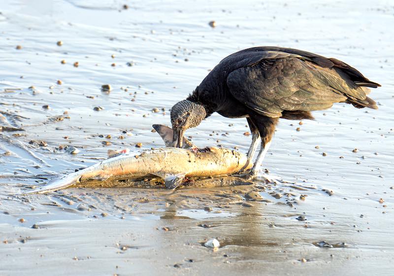 Image of a black vulture eating a small shark on the beach.