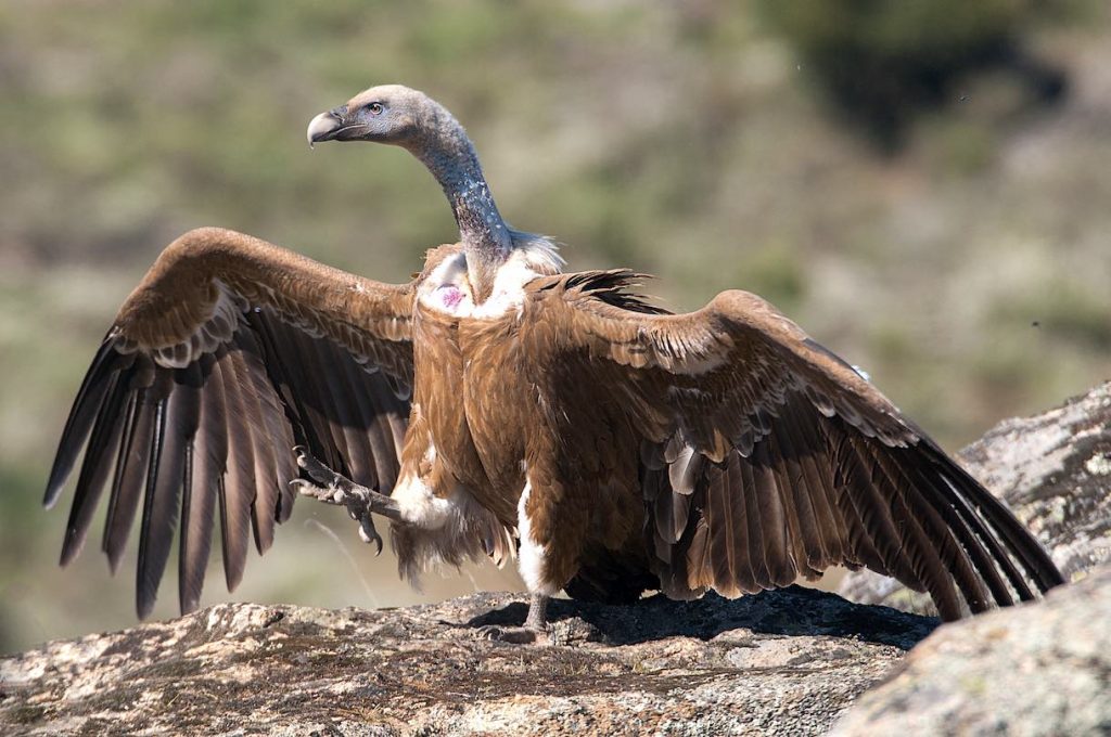 Griffon Vulture (Gyps fulvus) with wings open walking.
