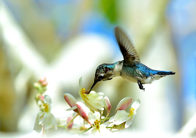 Bee Hummingbird feeding from a small flower.