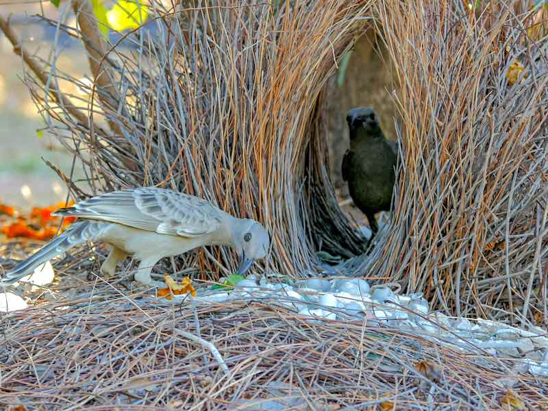 Bowerbirds near a bower made of twigs and grasses.