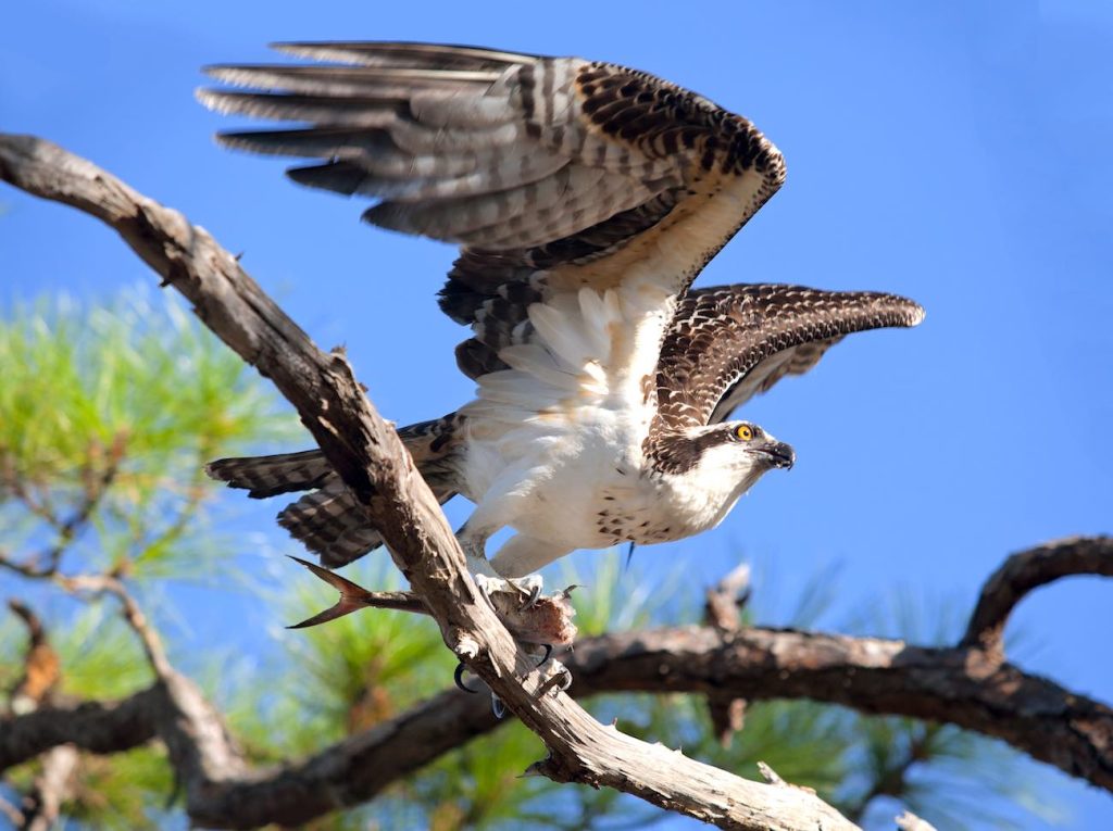 Osprey with wings spread out and a fish in its talons.
