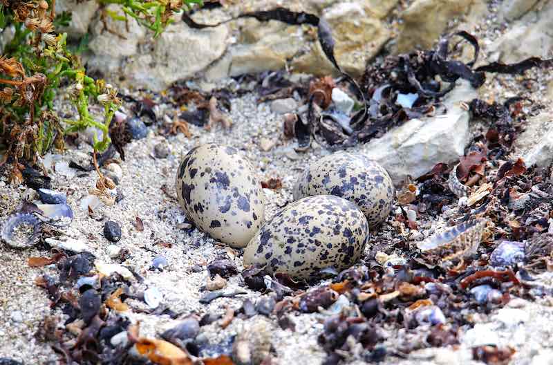 Nest with Variable Oystercatcher (Haematopus unicolor) eggs.