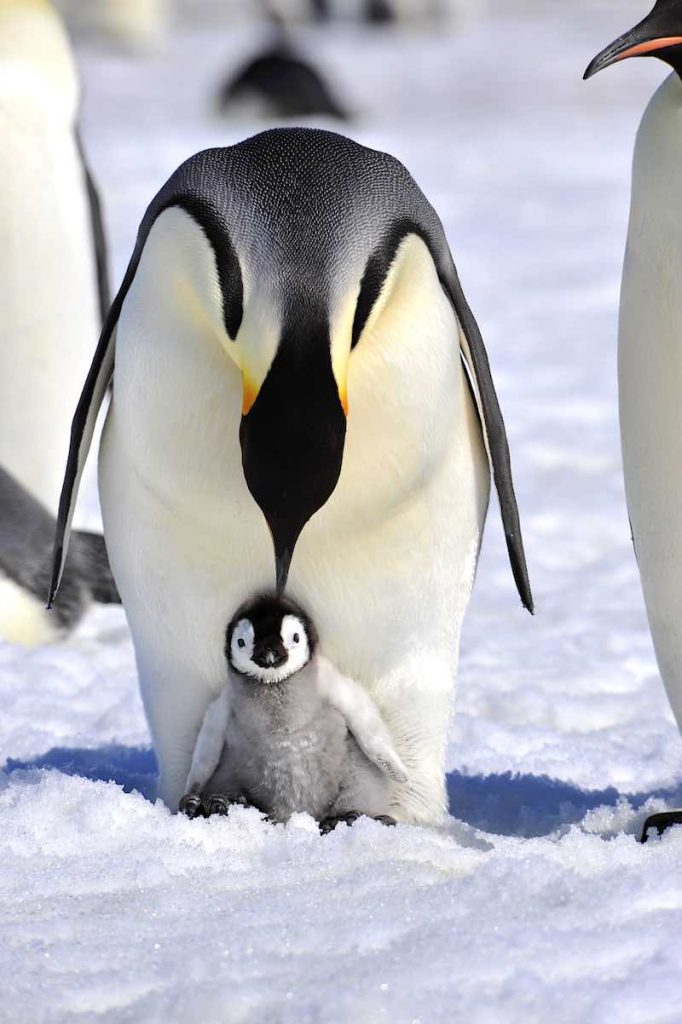 Emperor Penguin with a chick.