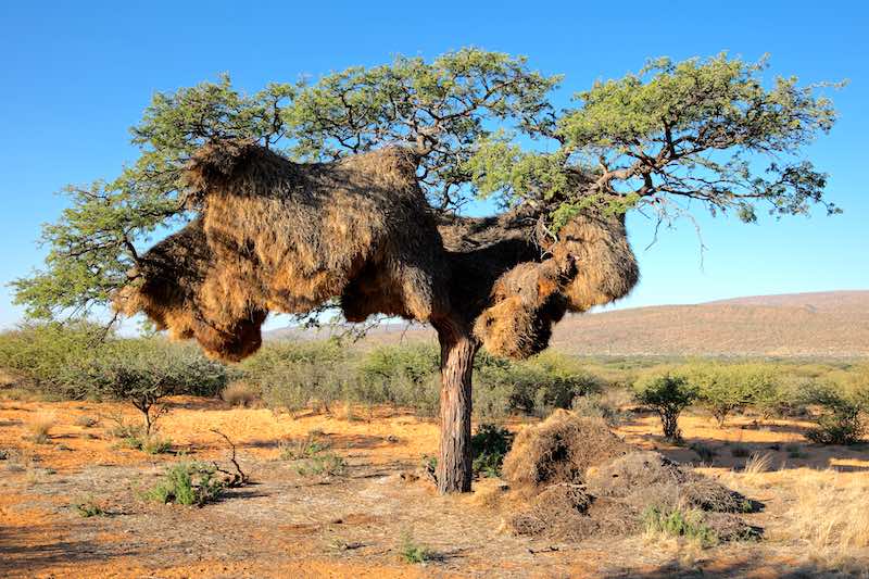 Large Sociable Weaver nest in Acacia tree.