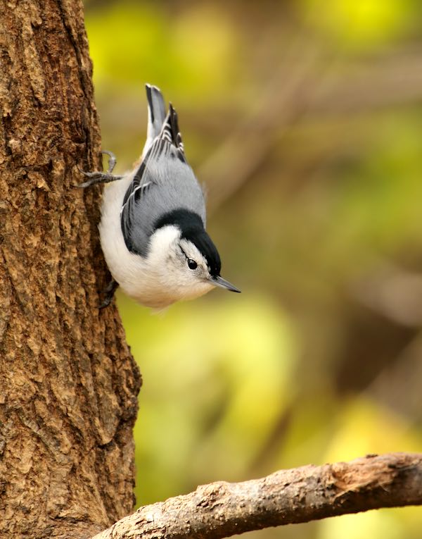 White-breasted Nuthatch (Sitta carolinensis) on a tree.