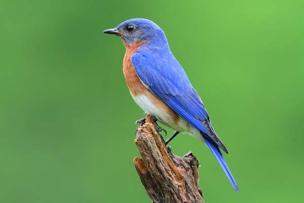 Male Eastern Bluebird (Sialia sialis) perching on a branch.