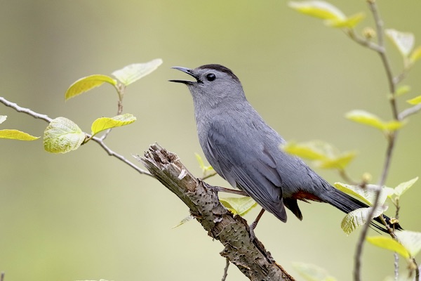 Gray Catbird (Dumetella carolinensis).