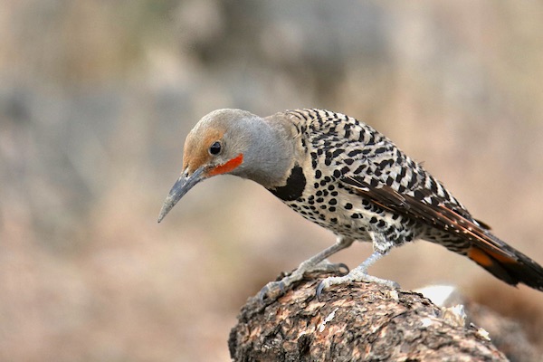 Northern Flicker (Colaptes auratus).