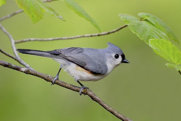 Tufted Titmouse (Baeolophus bicolor).