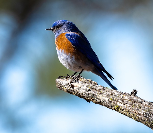 Western Bluebird (Sialia mexicana) perching on a branch.