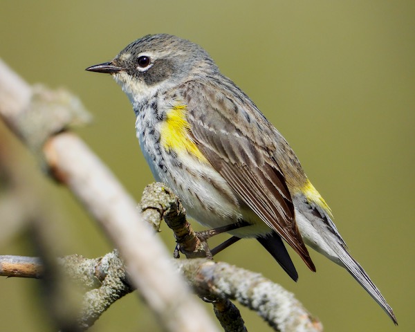 Yellow-rumped Warbler (Setophaga coronata) sitting on a branch.