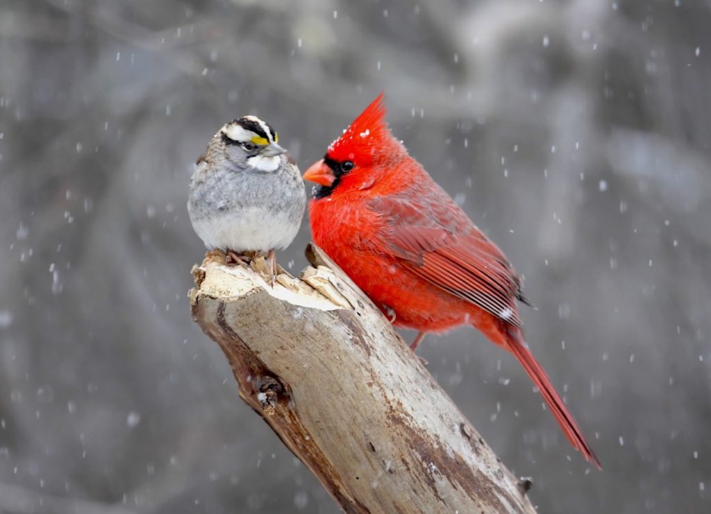 White-throated sparrow and male Northern cardinal on a stump in winter.