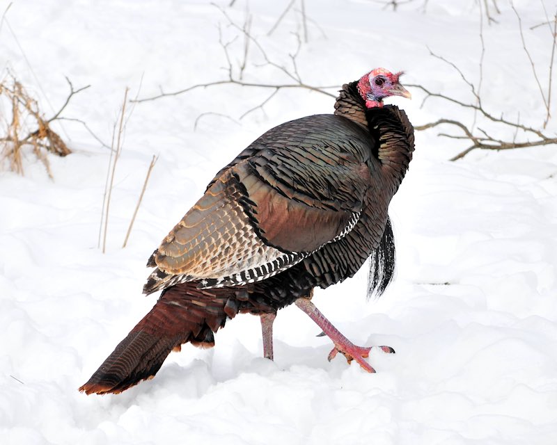 Wild turkey standing in the snow.