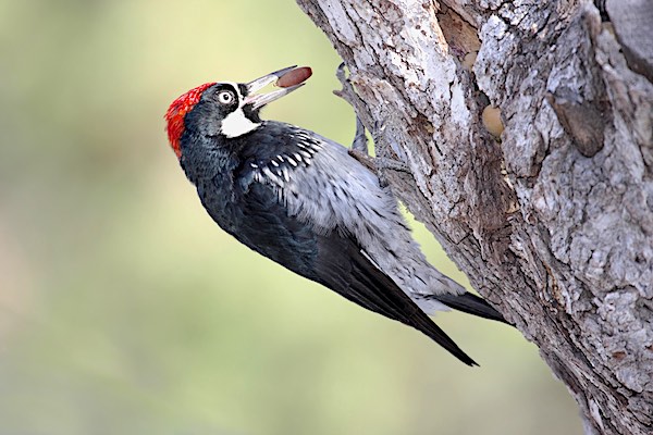 Acorn Woodpecker holding an acorn in its beak.