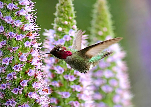 Male Anna's Hummingbird drinking from a small flower.