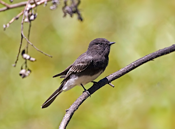 Black Phoebe perched on branch.