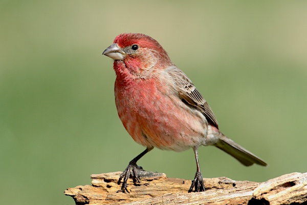 Male House Finch on a stump.