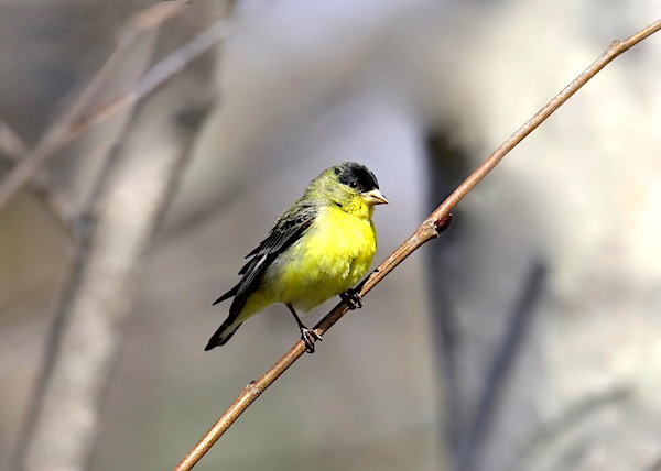 Lesser Goldfinch perched on a branch.