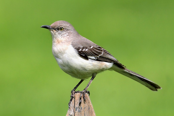 Northern Mockingbird on a fencepost