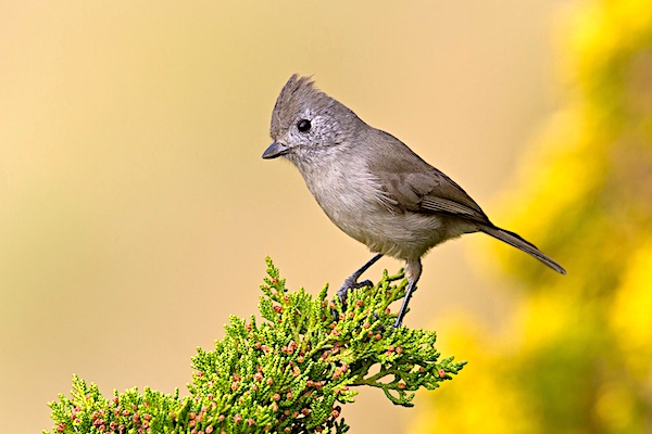 Oak Titmouse.