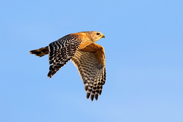 Red-shouldered Hawk in flight.