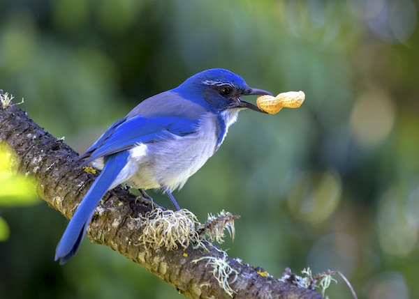 Western Scrub-jay with a peanut in its beak.
