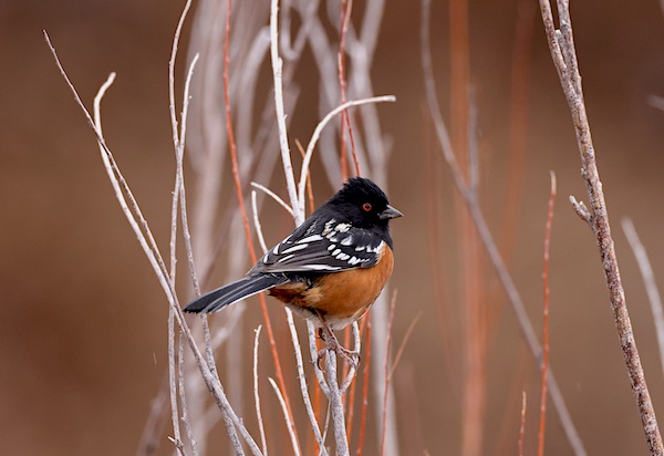 Spotted Towhee balancing on thin branches.