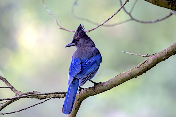 Steller's Jay in a California backyard.