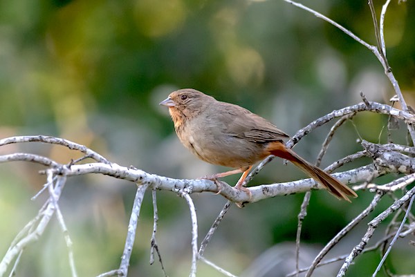 California Towhee perching on a branch.