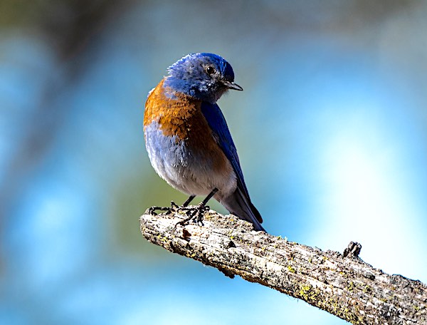 Western Bluebird.