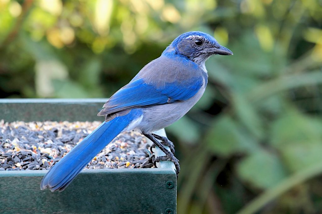 Western Scrub Jay at Backyard Bird Feeder
