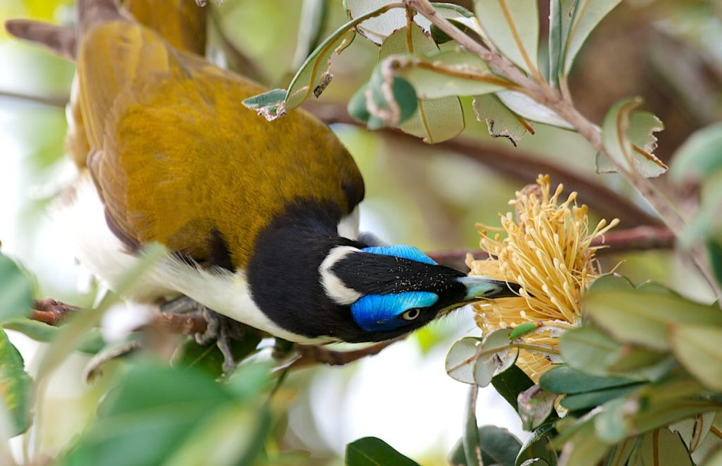 Blue-faced Honeyeater, also known as the Bananabird, eating nectar.