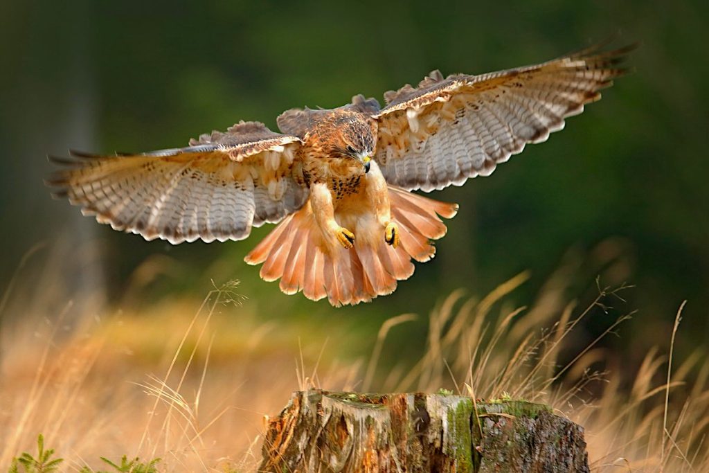 Red-tailed hawk about to land on a tree stump.
