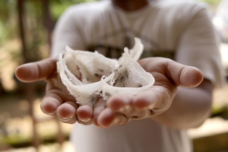 Image of a man holding unprocessed swiftlet nest in open hands.
